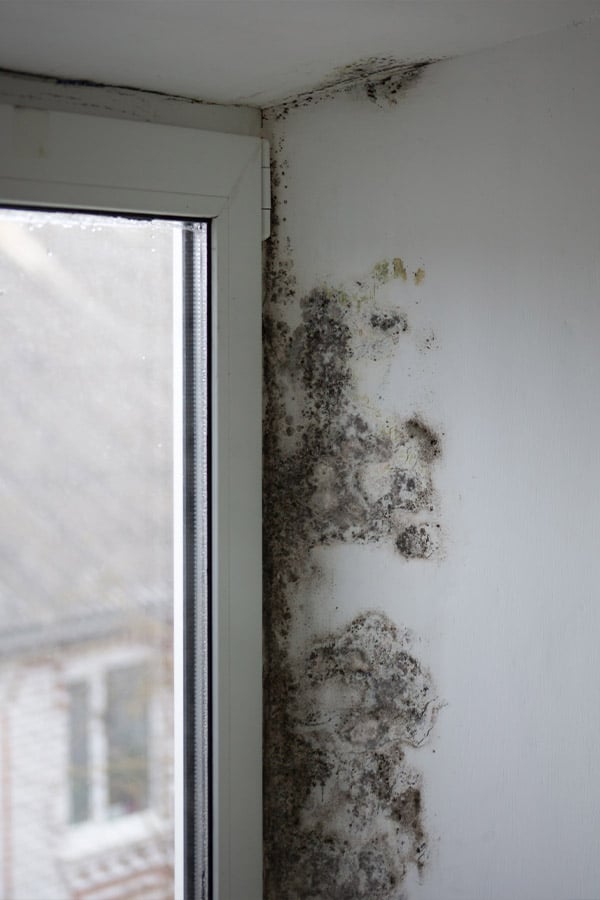 Mold infested side wall